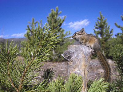 Buy Least Chipmunk on Small Log Showing Habitat, Wyoming, USA at AllPosters.com