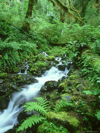 Hoh Rainforest, Olympic National Park Washington, USA