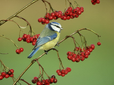 Blue Tit, Perched on Berries