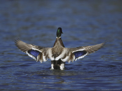 Mallard