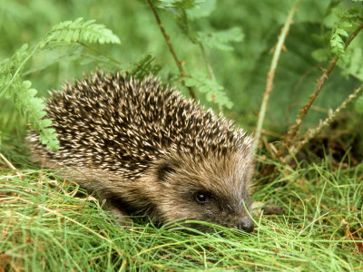 Buy Hedgehog at AllPosters.com