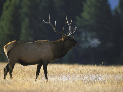 Rocky Mountain Elk, Yellowstone National Park, USA