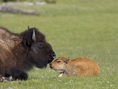 Bison, Young Calf and Mother Laid Down Resting in Meadow, USA