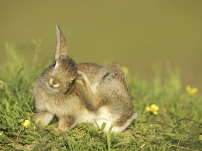 Rabbit, Youngster Scratching Ear with Foot, Scotland