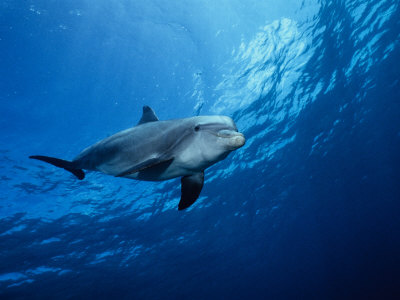 Bottlenose Dolphin, Underwater, Providenciales