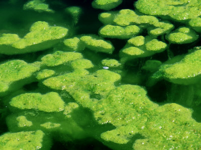 Algae Freshwater
