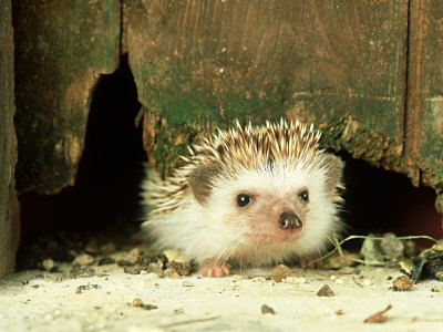 Buy Four-Toed Hedgehog, England, UK at AllPosters.com