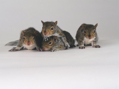 Grey Squirrel