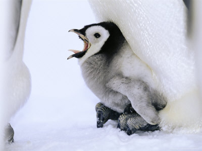Emperor Penguins, Chick Being Brooded, Antarctica