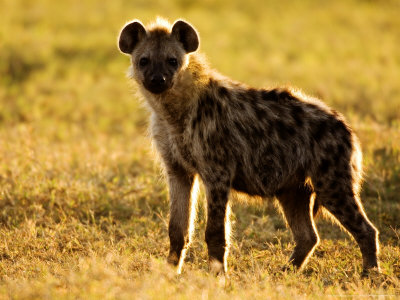 Buy Spotted Hyena, Serengeti National Park, Tanzania at AllPosters.com