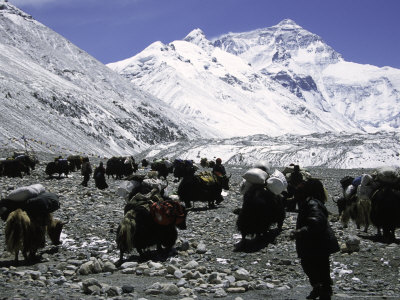 Buy Yaks and Sherpas at the Foot of Himalayan Mountain Range at AllPosters.com