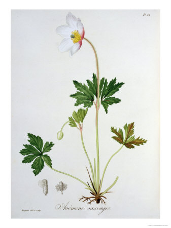 Wood Anemone from Phytographie Medicale by Joseph Roques