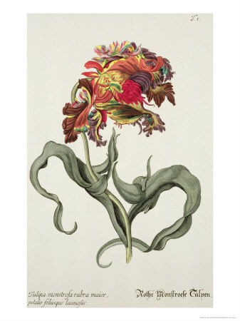Tulipa Monstrosa Rubra Maior from Phythanthoza Iconographica, Published in Germany, 1737-45