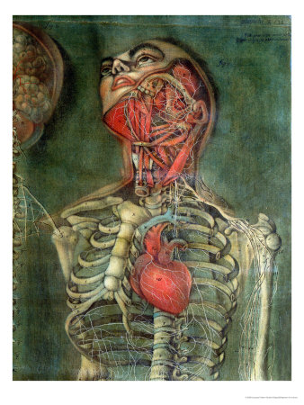Throat and Heart, Plate Anatomy of the Visceras, Dissected, Painted and Engraved by Gautier, 1745