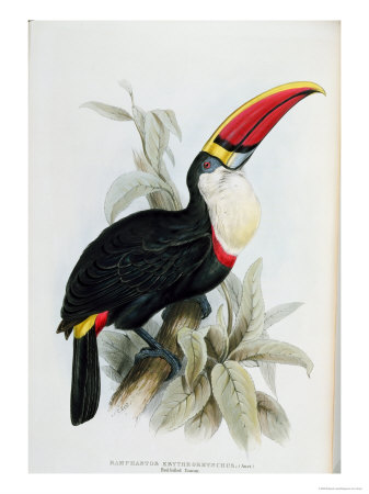 Red-Billed Toucan, from A Monograph of the Ramphastidae, or Family of Toucans, by John Gould