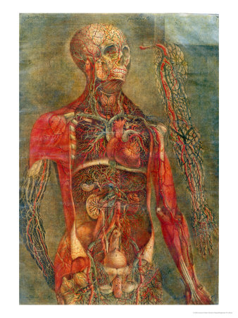 Internal Organs of the Body, Anatomy of the Visceras Dissected, Painted and Engraved Gautier, 1745