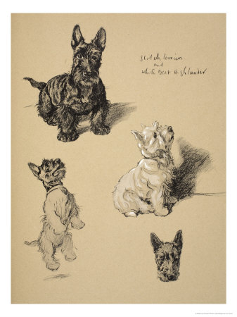Scotch Terrier and White West Highlander, 1930, Just Among Friends, Aldin, Cecil Charles Windsor