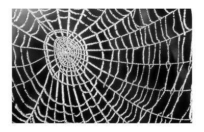 Spider Web Sparkle