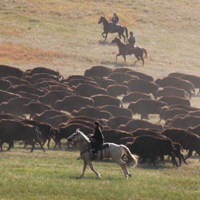 Buffalo Kick up Dust as Horseback Riders Keep Them Moving at the Custer State Park Buffalo Roundup