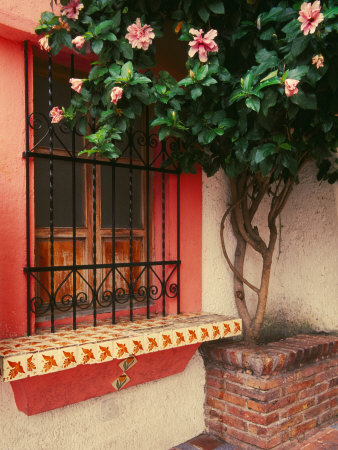 Flowering Hibiscus Near Pink Window, Puerto Vallarta, Mexico