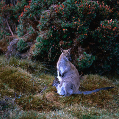 Buy Bennett's Wallaby with Joey, Cradle Mountain-Lake St. Clair National Park, Australia at AllPosters.com