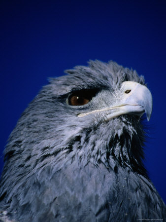 Black-Breasted Buzzard Eagle, Maca, Arequipa, Peru