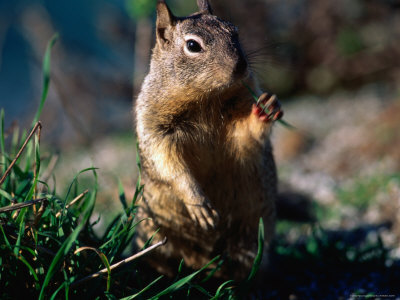 Squirrel, USA