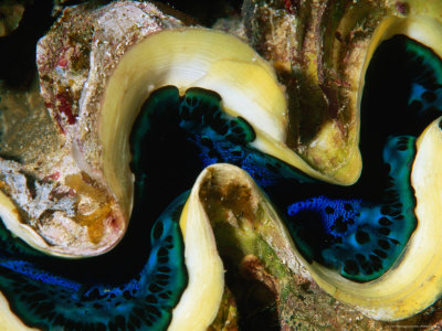 Partially Open Clam, Red Sea, Saudi Arabia