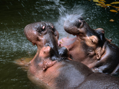 Fashion Forum Singapore on Boxing Posters Hippopotamuses At Singapore Zoo Singapore