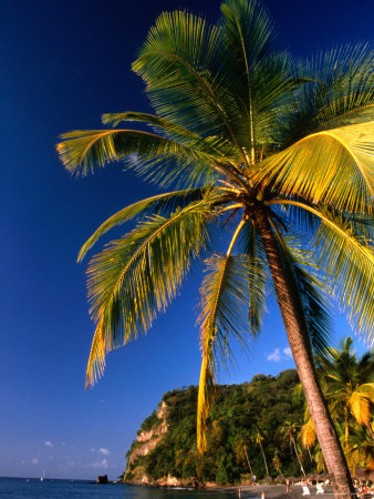 Buy Palm Tree on Shore., Soufriere, St. Lucia at AllPosters.com
