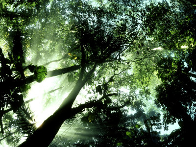 Cloud Forest, Venezuela