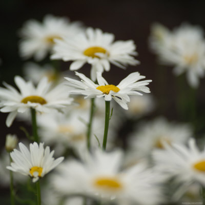 White Daisy Flowers