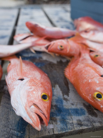Goldeneye Fish, Caye Caulker, Belize
