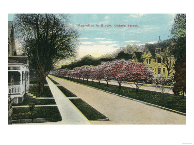 Rochester, New York - Oxford Street Magnolias in Bloom