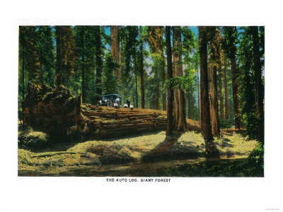 The Auto Log in Giant Forest, Redwoods - Redwoods, CA