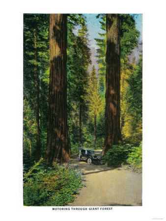 Motoring Through Giant Forest, Redwoods - Redwoods, CA