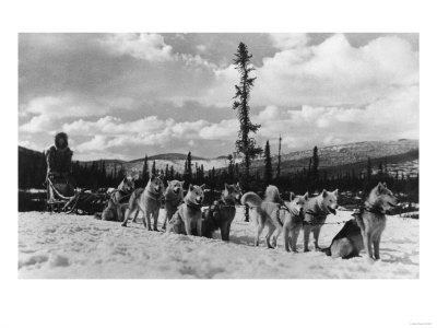 Siberian Sled Dogs Taking a rest in Alaska Photograph - Alaska