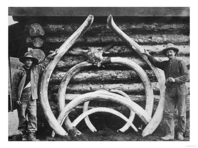 Ancient bones of Mastodons Photograph - Alaska