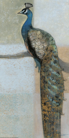 Resting Peacock II