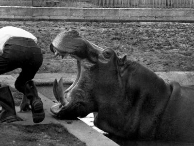 Hilda the Humorous Hippo Joking with Zoo Keeper in Phoenix Park Zoo, Dublin, June 1969