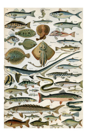 Poissons
