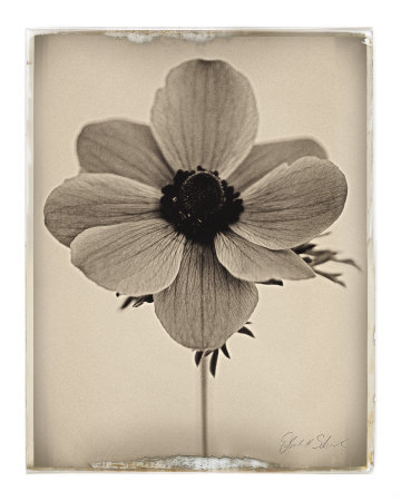 Buy Sepia Anemone at AllPosters.com