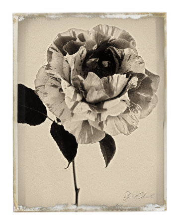 Buy Sepia Rose at AllPosters.com
