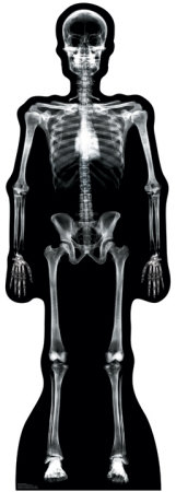 X-Ray Skeleton