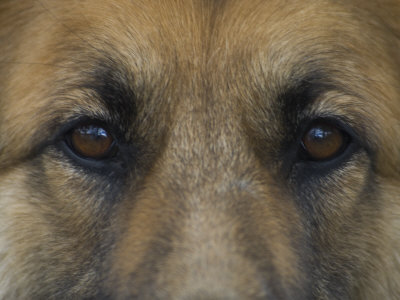 Buy German Shepherd Dog's Eyes at AllPosters.com