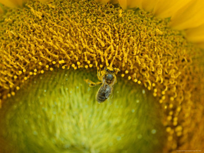 Close View of a Bee Pollinating a Sunflower