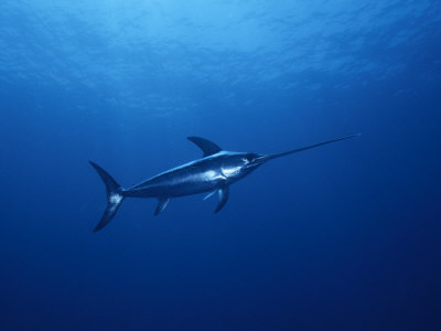 Buy Solitary Broadbill Swordfish Swimming in a Sea of Blue at AllPosters.com