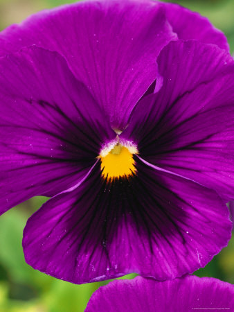Buy Close View of Purple Picotee Pansies, a New Variety of Pansy at AllPosters.com