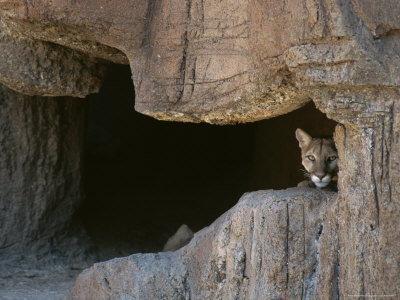 Buy Mountain Lion Peeks Out of a Cave Opening at AllPosters.com