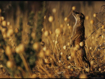 Meerkat Stands Amid Dry Weeds in a Field